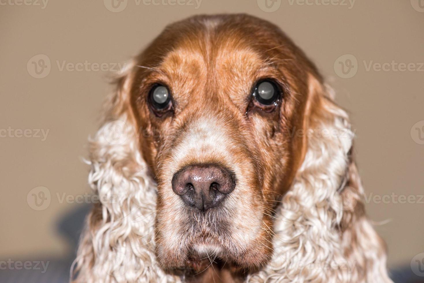 dog nose macro detail close up photo