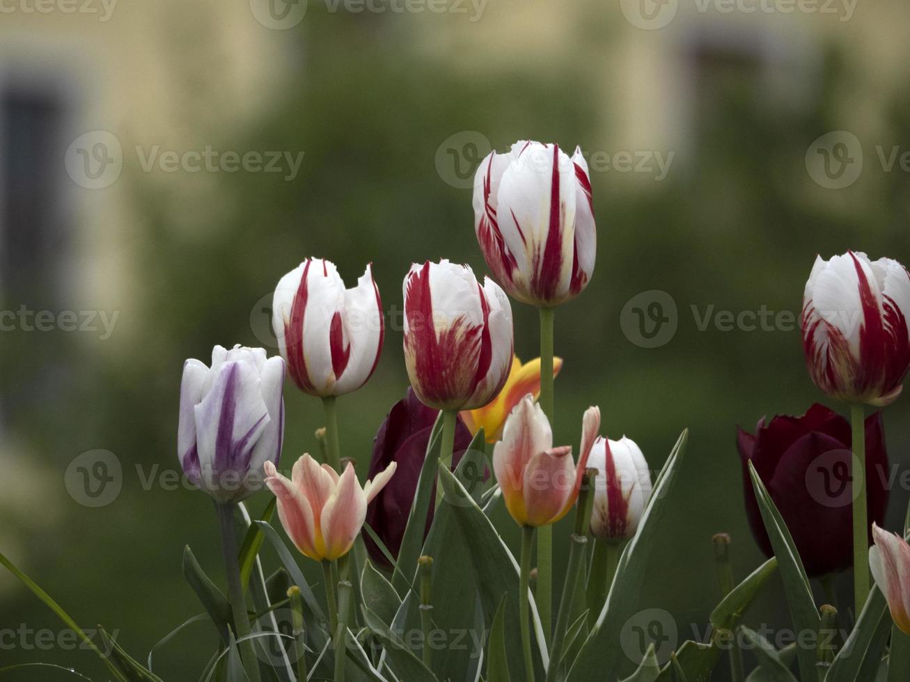 tulip flowers close up photo