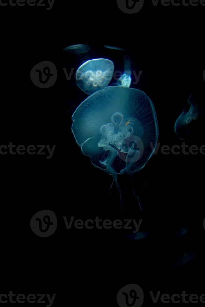 jellyfish isolated on black sea close up detail photo