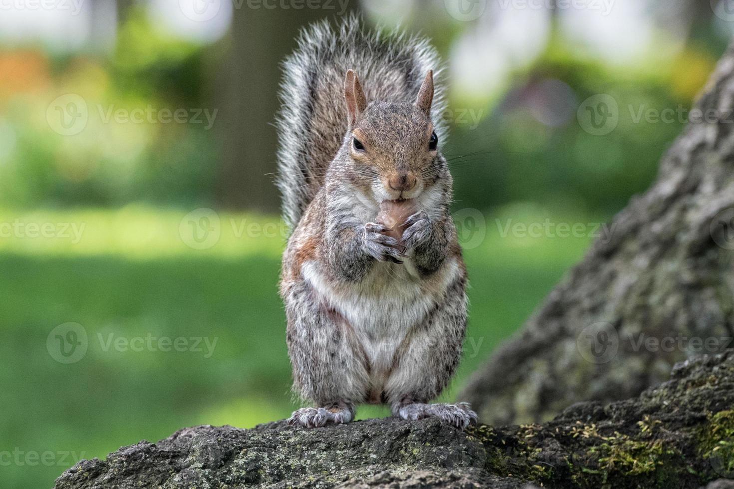 grey squirrel on the green portrait look at you photo