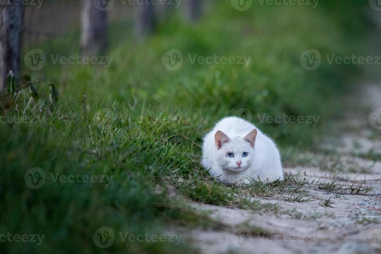 white cat on grass background photo