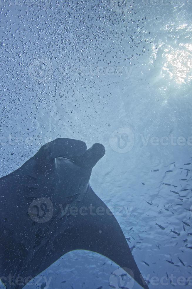 A manta in the deep blue ocean photo