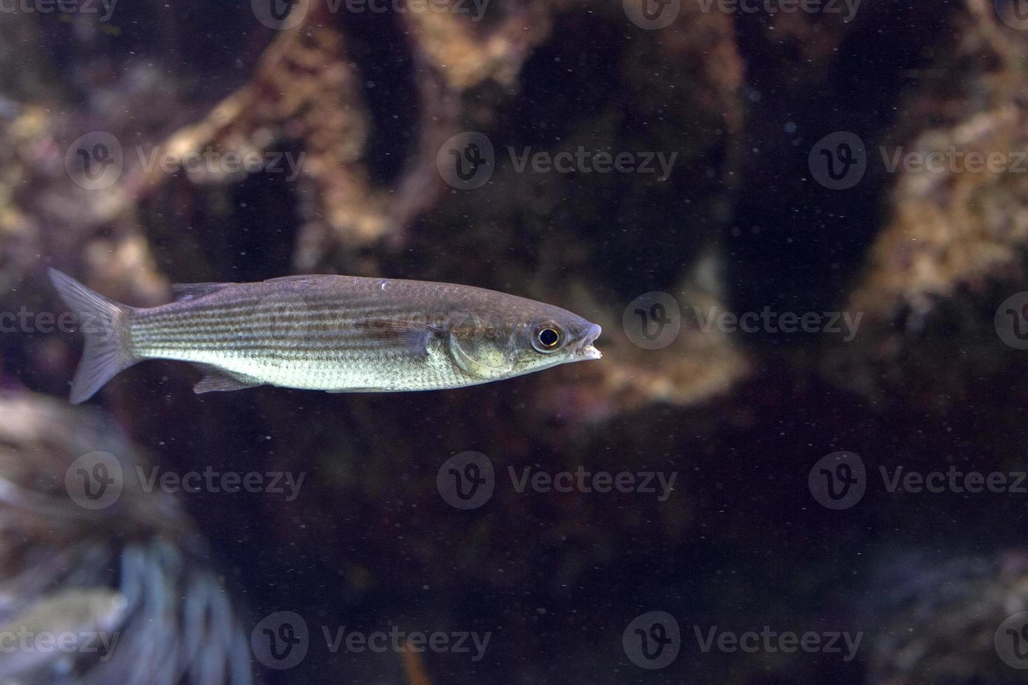 isolated anchove underwater close up detail photo