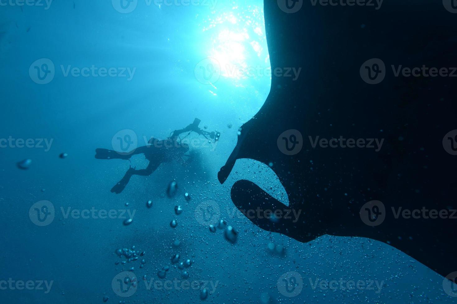 A manta meets a scuba diver in the deep blue ocean photo