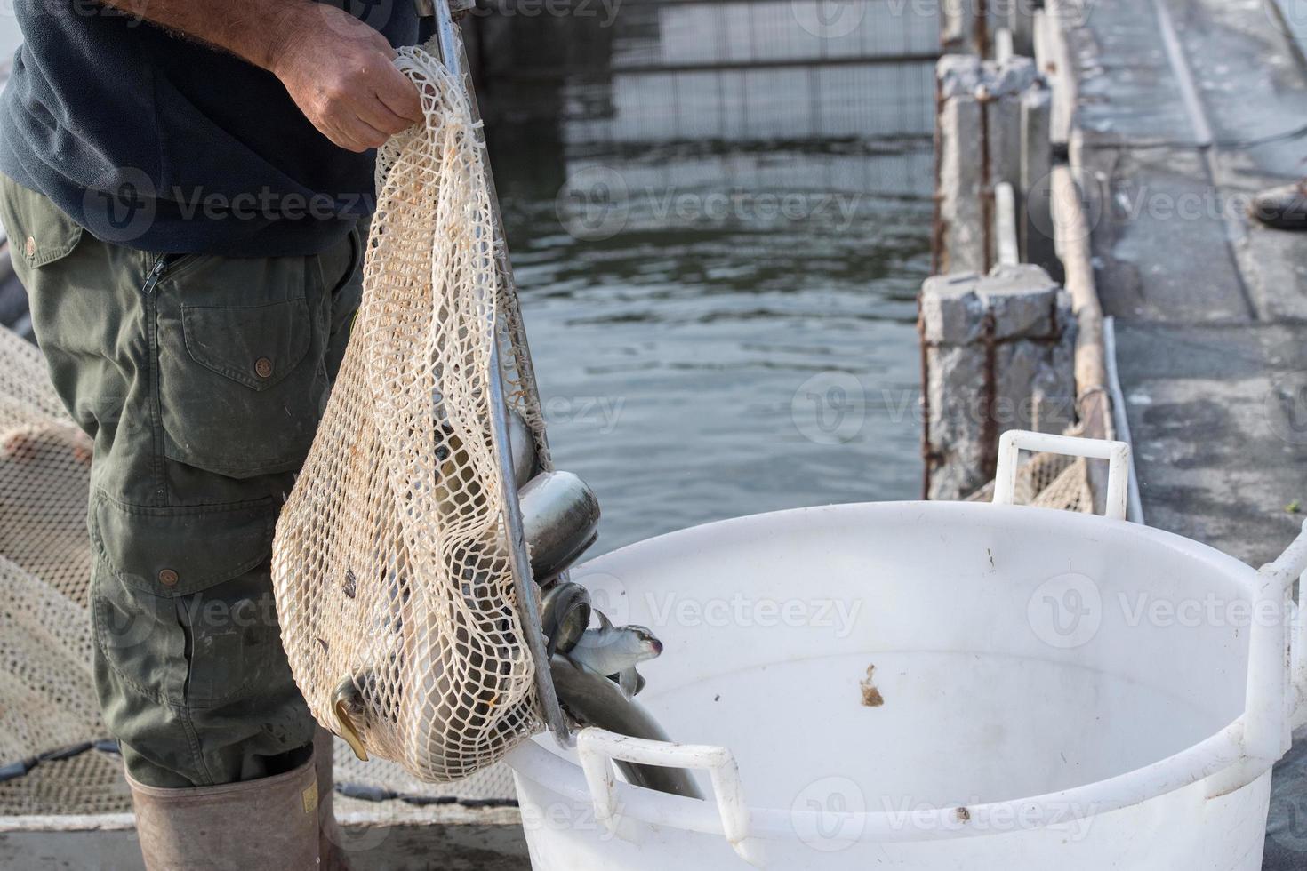 The traditional eel festival in Comacchio Italy photo