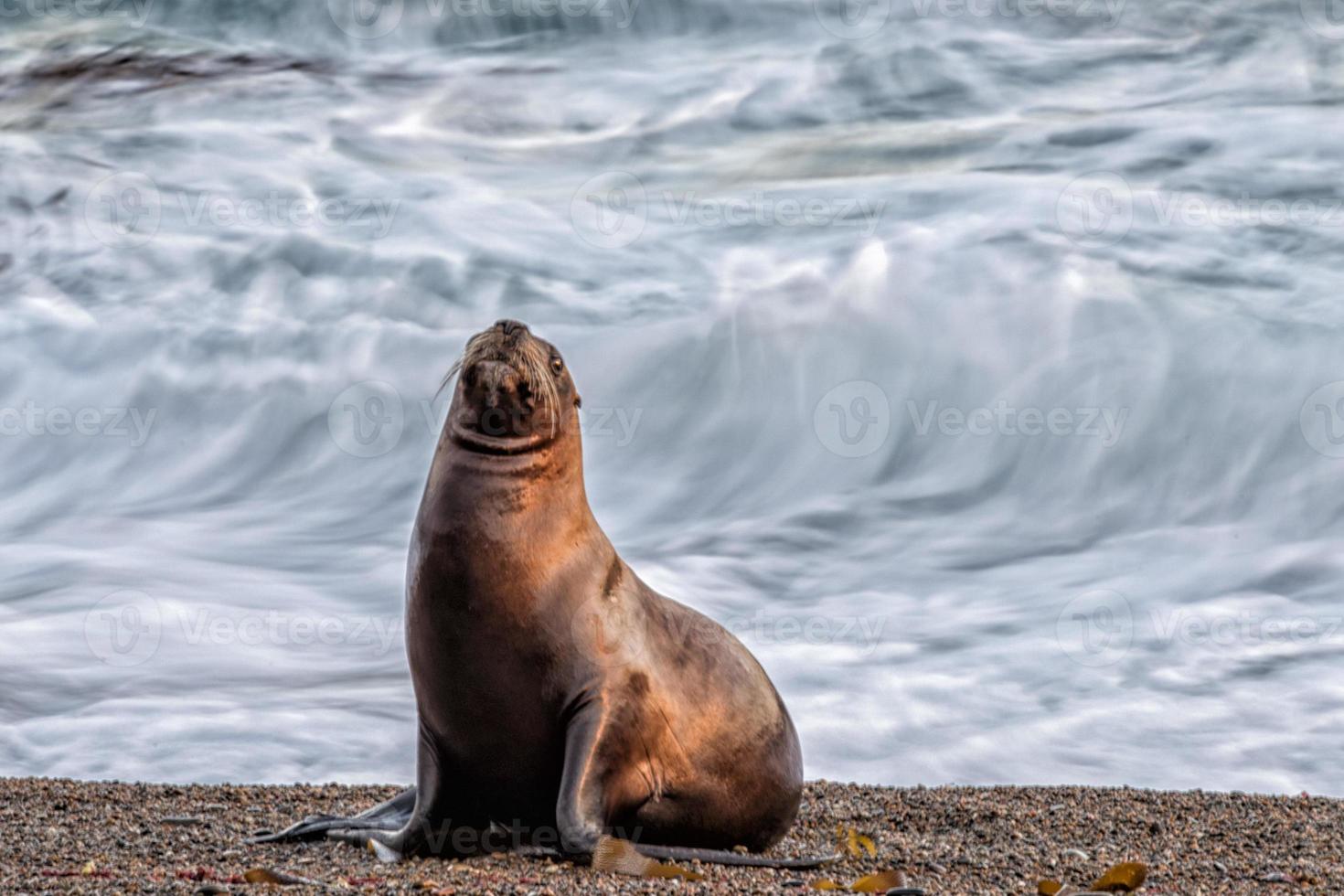 sea lion on the beach blur move effect photo