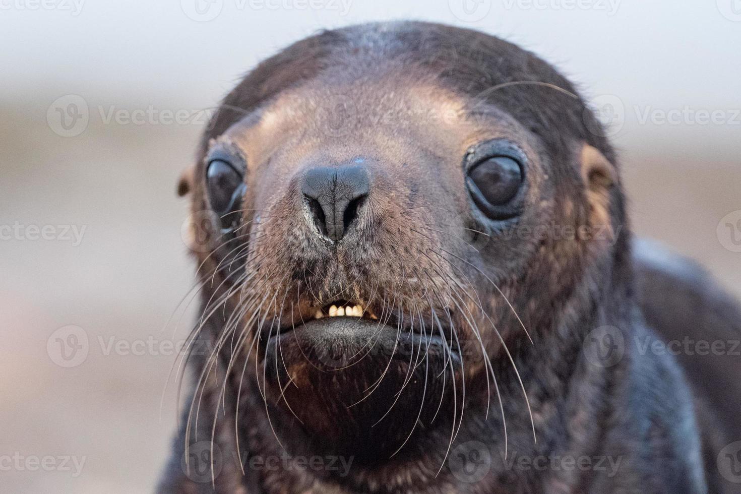 baby newborn sea lion on the beach photo