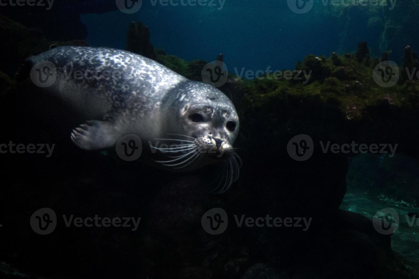 newborn puppy monk seal coming to you photo