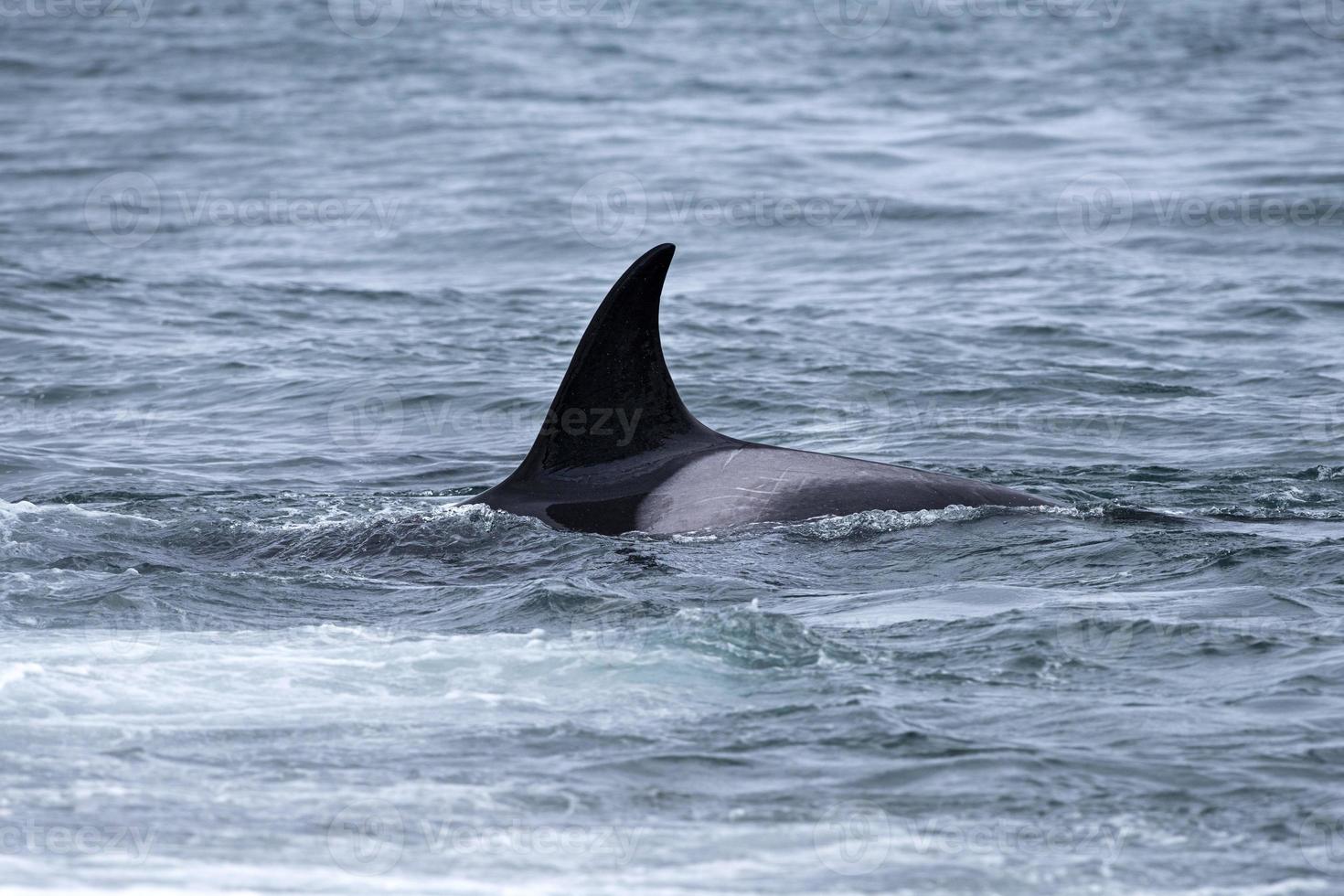 Orca killer whale near the beach in Patagonia photo