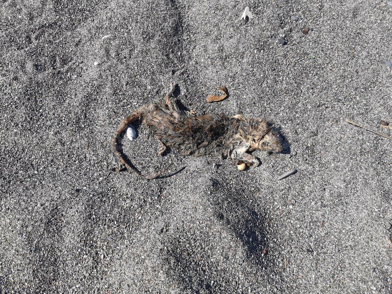 Dead mouse on sand beach photo