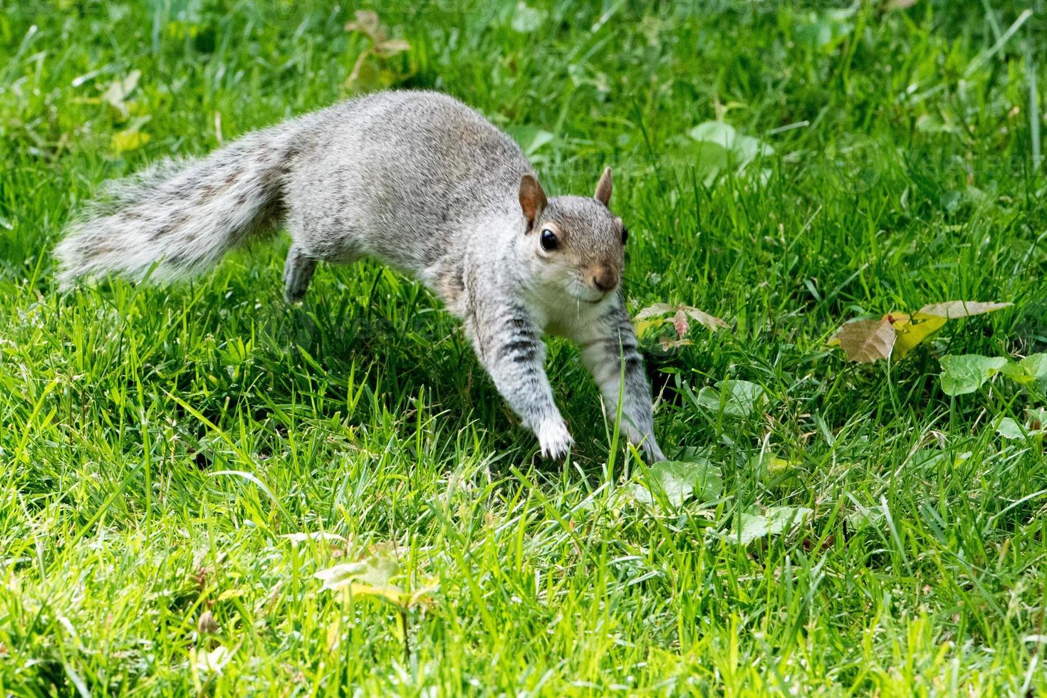 grey squirrel on the green portrait look at you photo