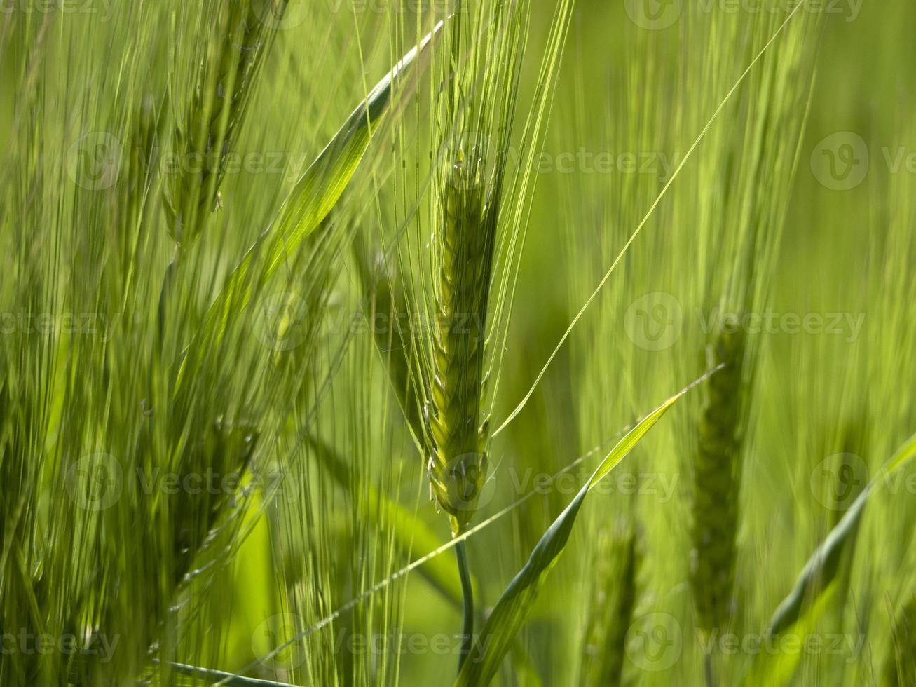 campo de trigo verde en primavera foto