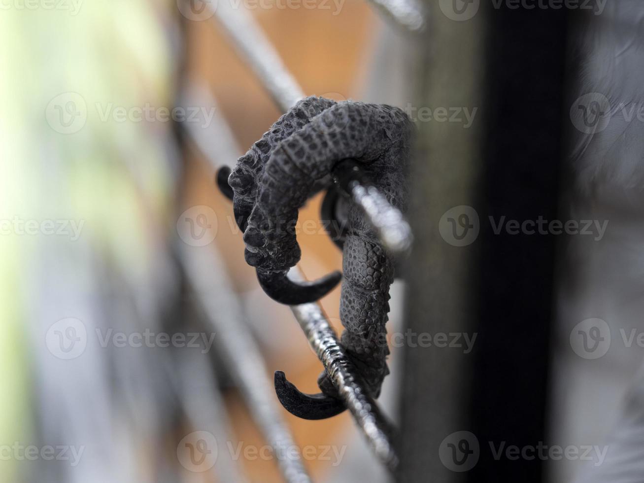 Cacatua paw bird in a cage photo