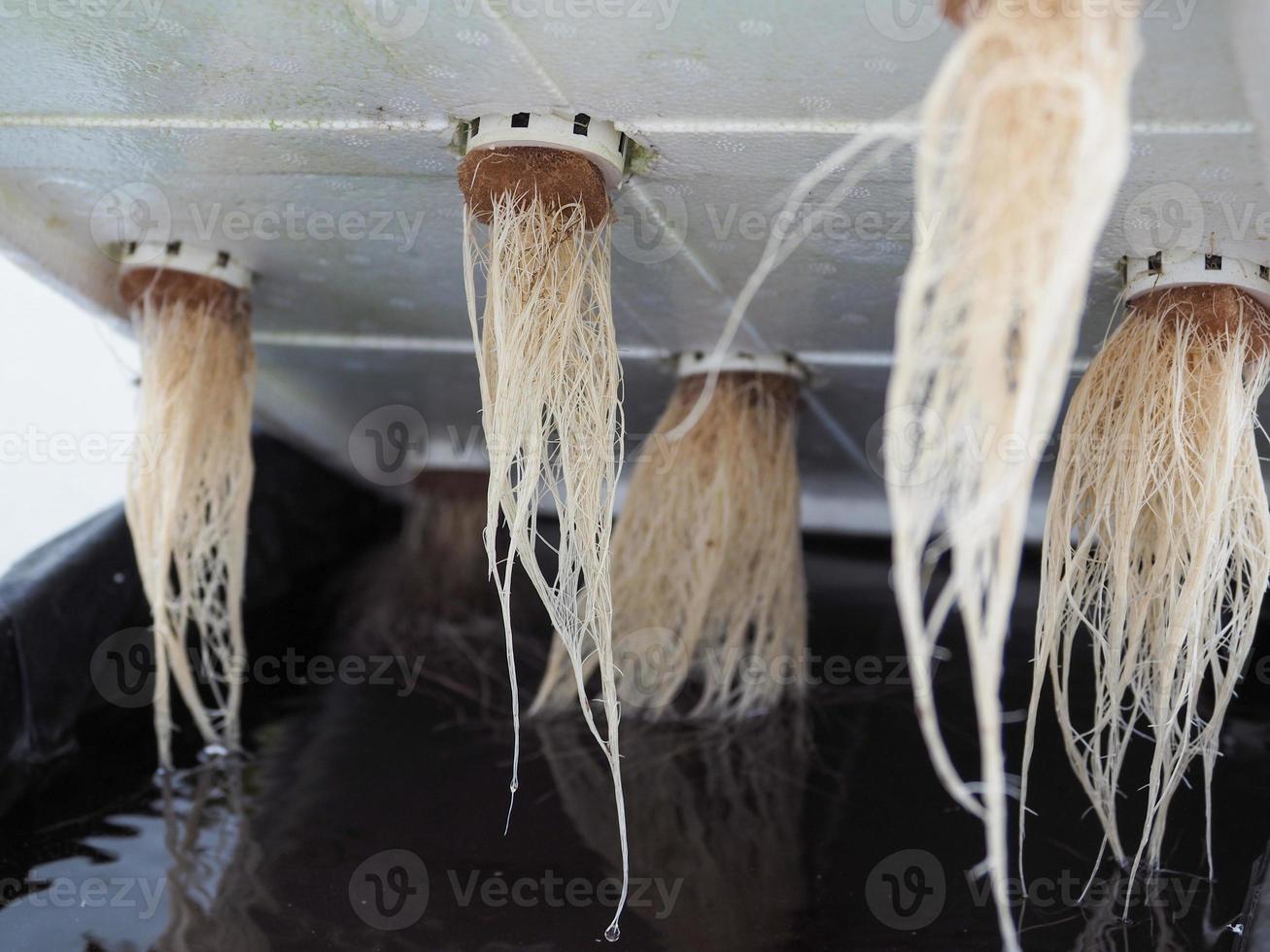 The roots of hydroponic vegetables are completely safe. 20180552 Stock
