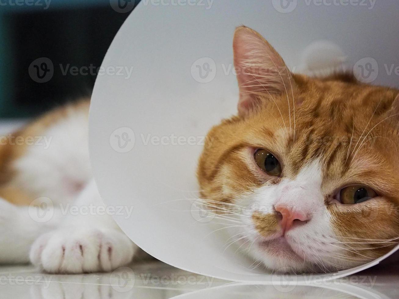 Sick cat. Cat wearing collar to prevent infection. photo