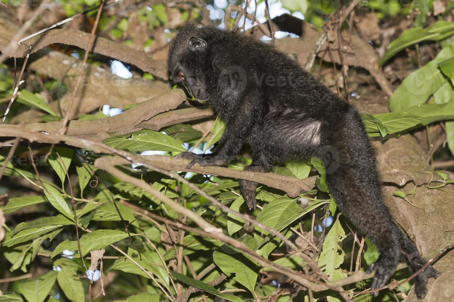 crestado negro macaco mientras alpinismo en un árbol foto