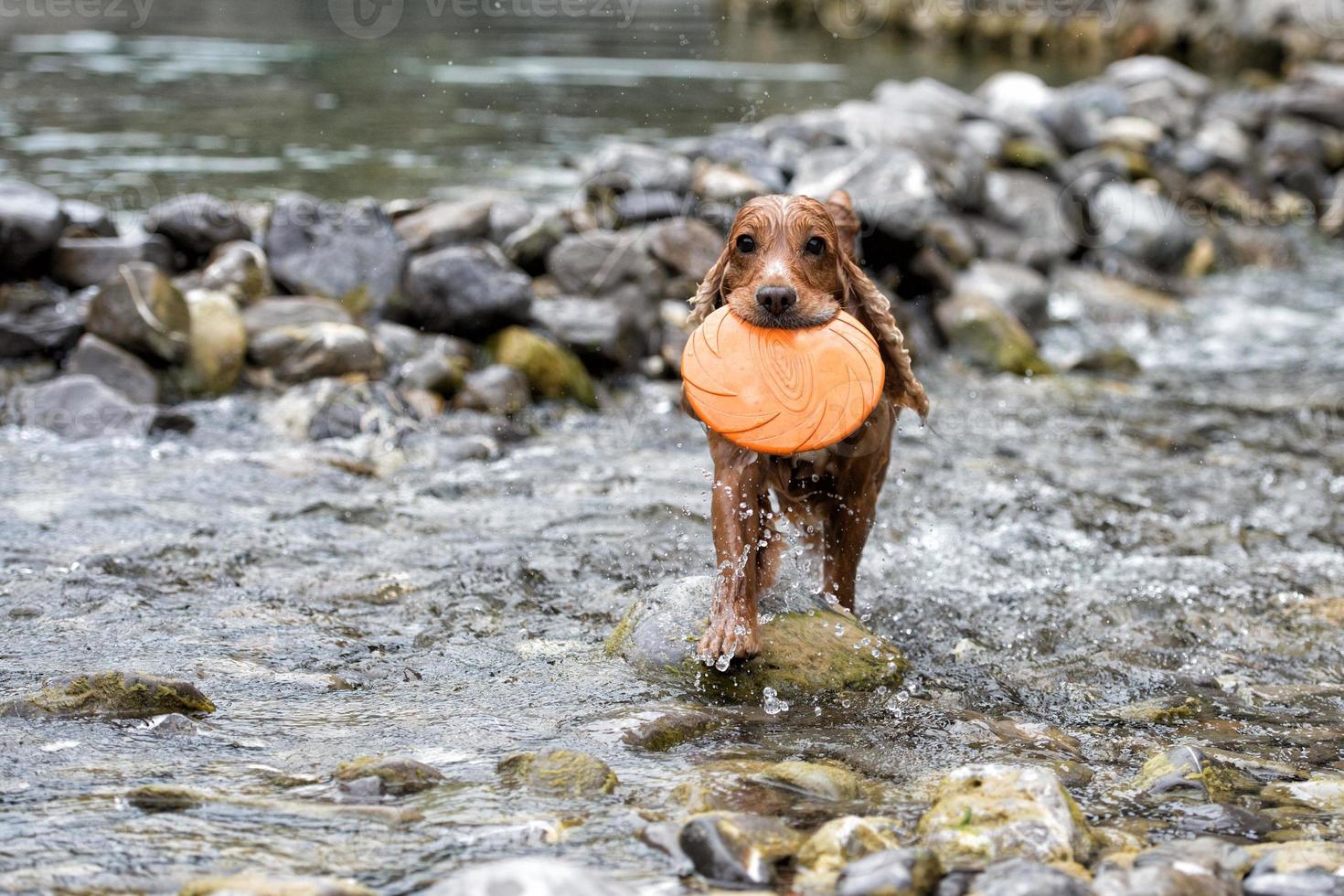 Cachorro feliz corriendo hacia ti en el fondo del agua del río foto