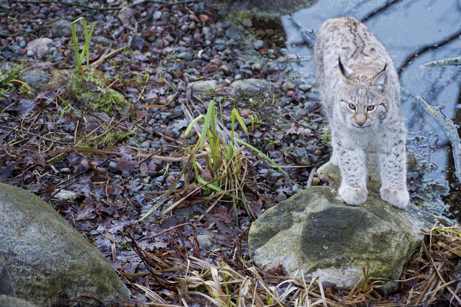 lynx in the grass photo