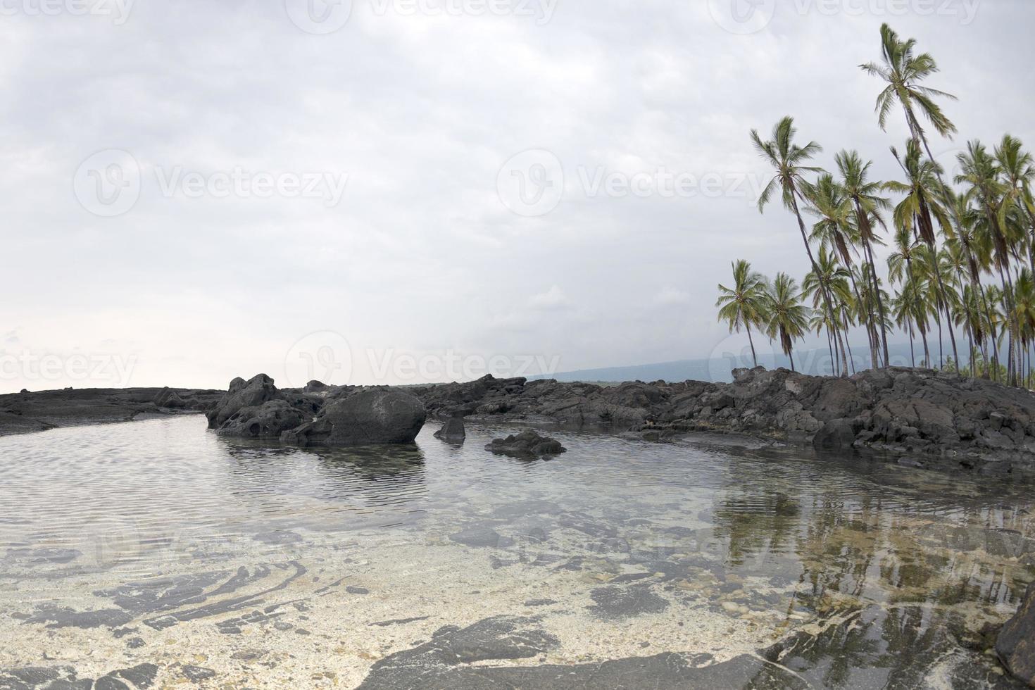 Coconut Palm Tree on tropical white sand beach photo