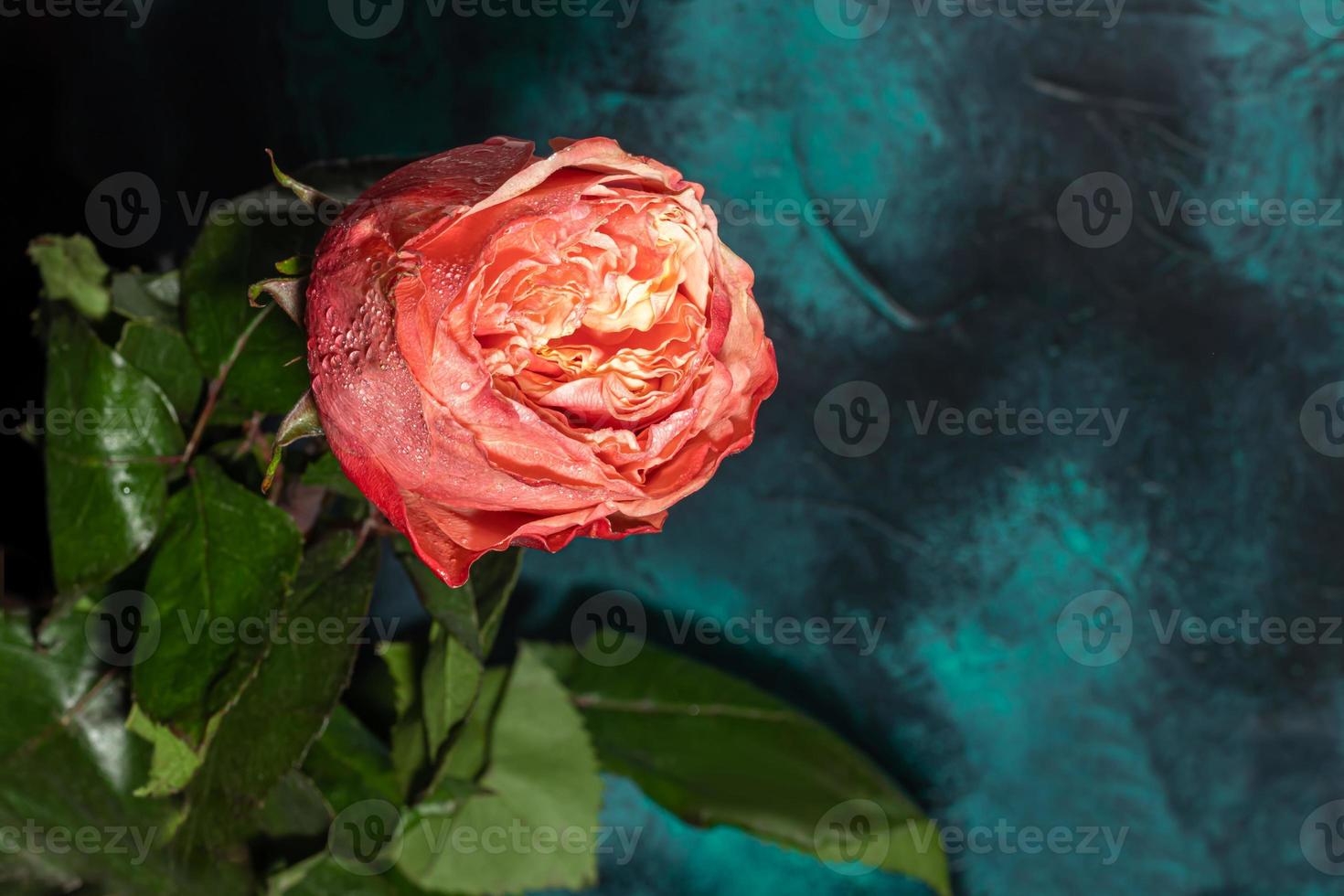 Bouquet of roses for the holiday. Women's day, Valentine's day, name day. On a dark background. photo