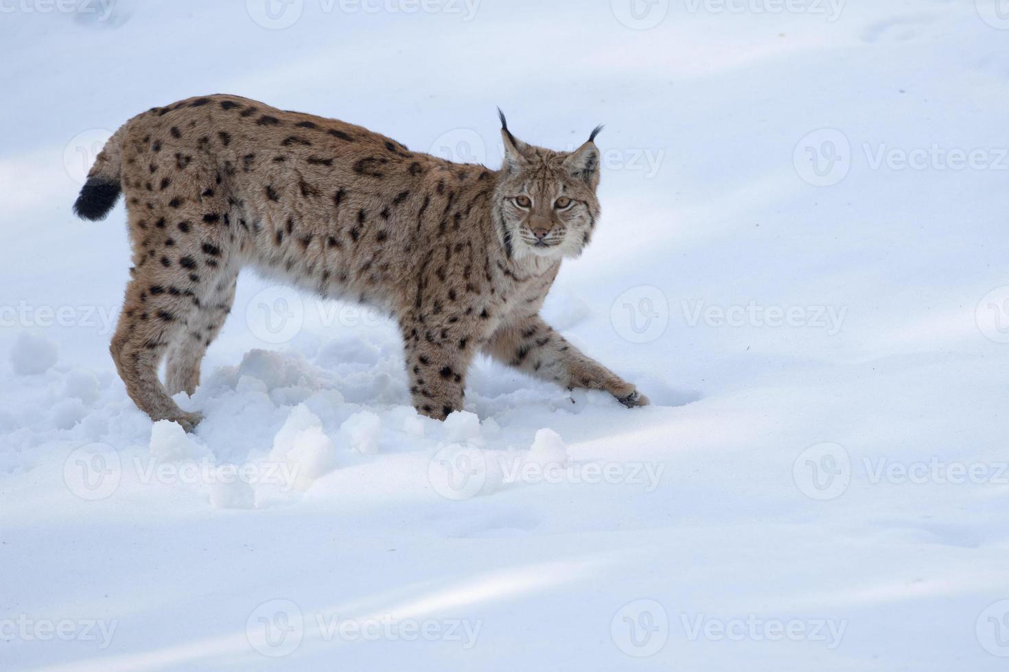 lynx in the snow photo