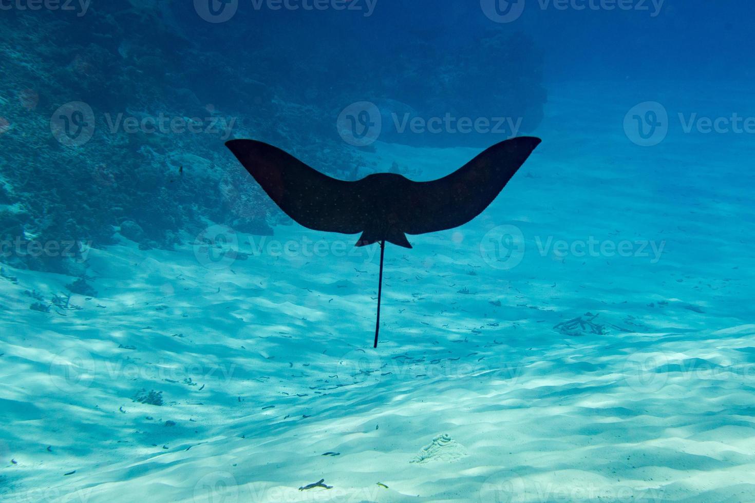eagle ray manta while diving in Maldives photo