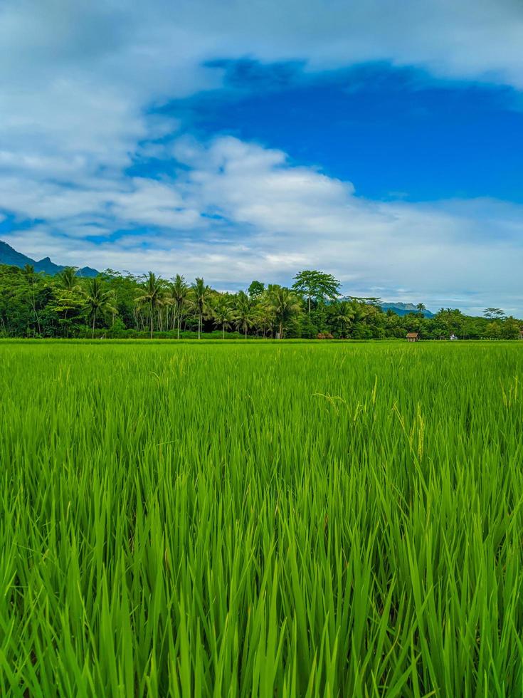 Rice field farm landscape and beautiful blue sky. photo