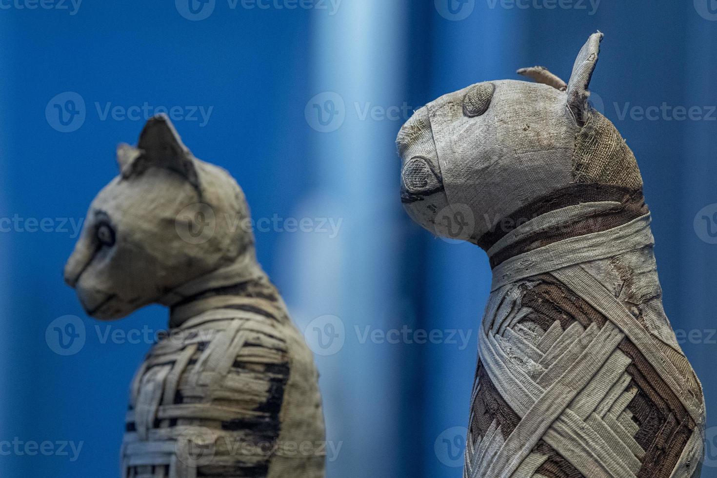 Mummified cat mummy egyptian in a pyramid tomb photo