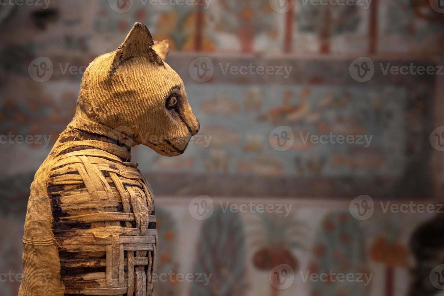 egyptian mummy cat found inside tomb photo