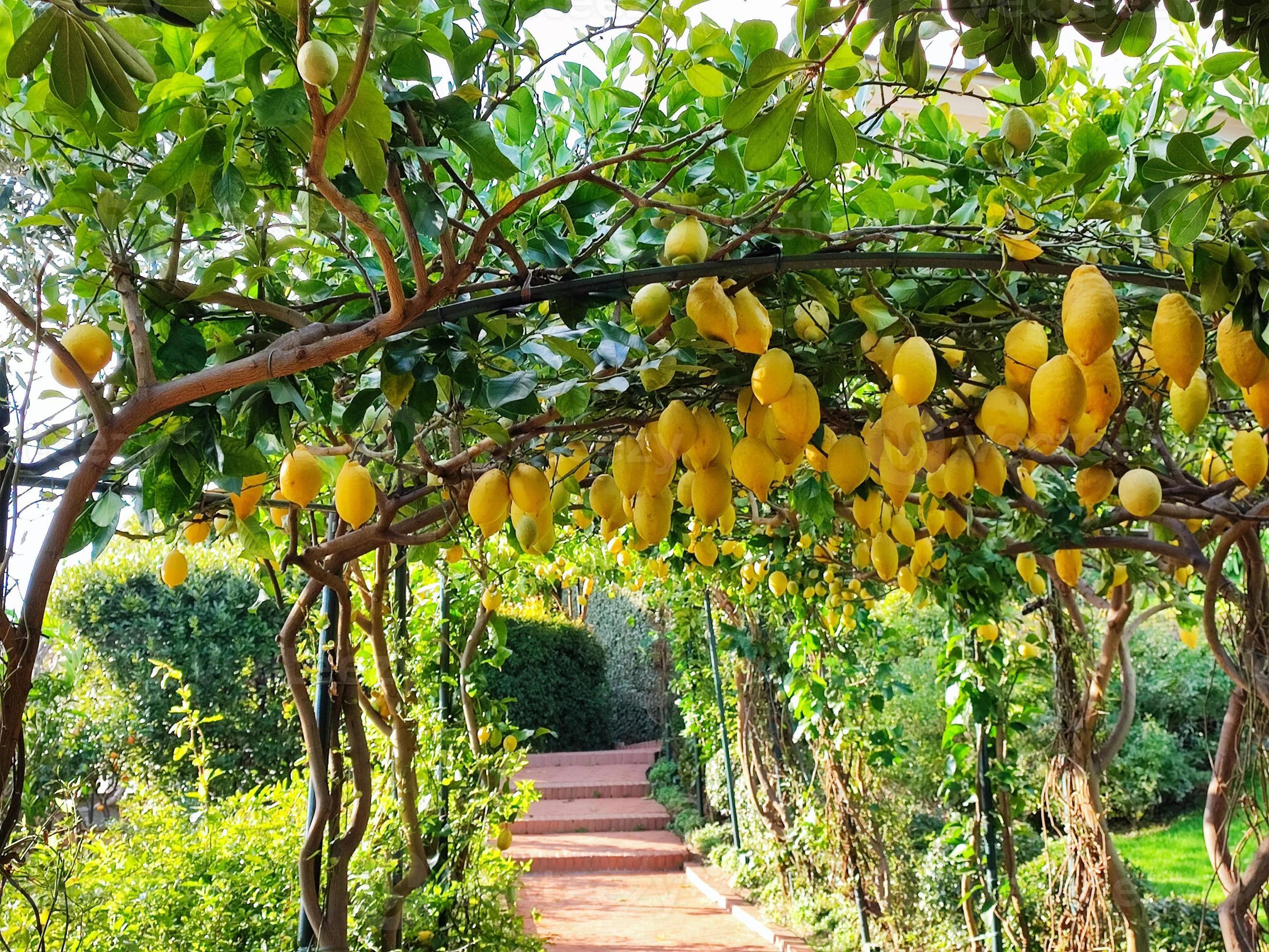 Lemon grove garden view 20180905 Stock Photo at Vecteezy