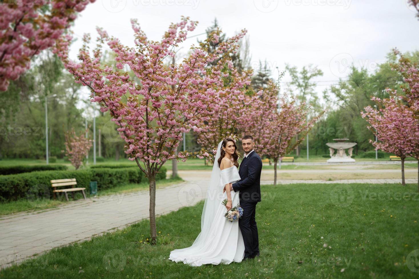 newlyweds walk in the park among cherry blossoms photo