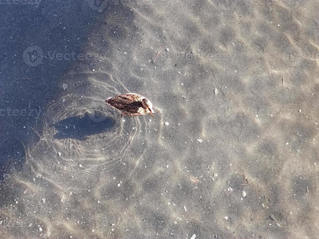 ánade real hembra en el agua con sombra foto