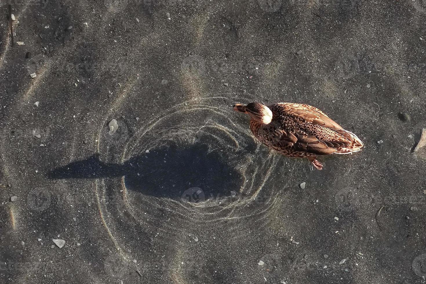 female mallard on water with shadow photo