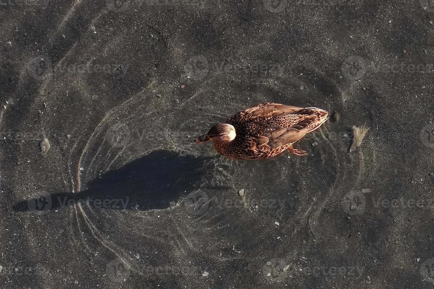 ánade real hembra en el agua con sombra foto