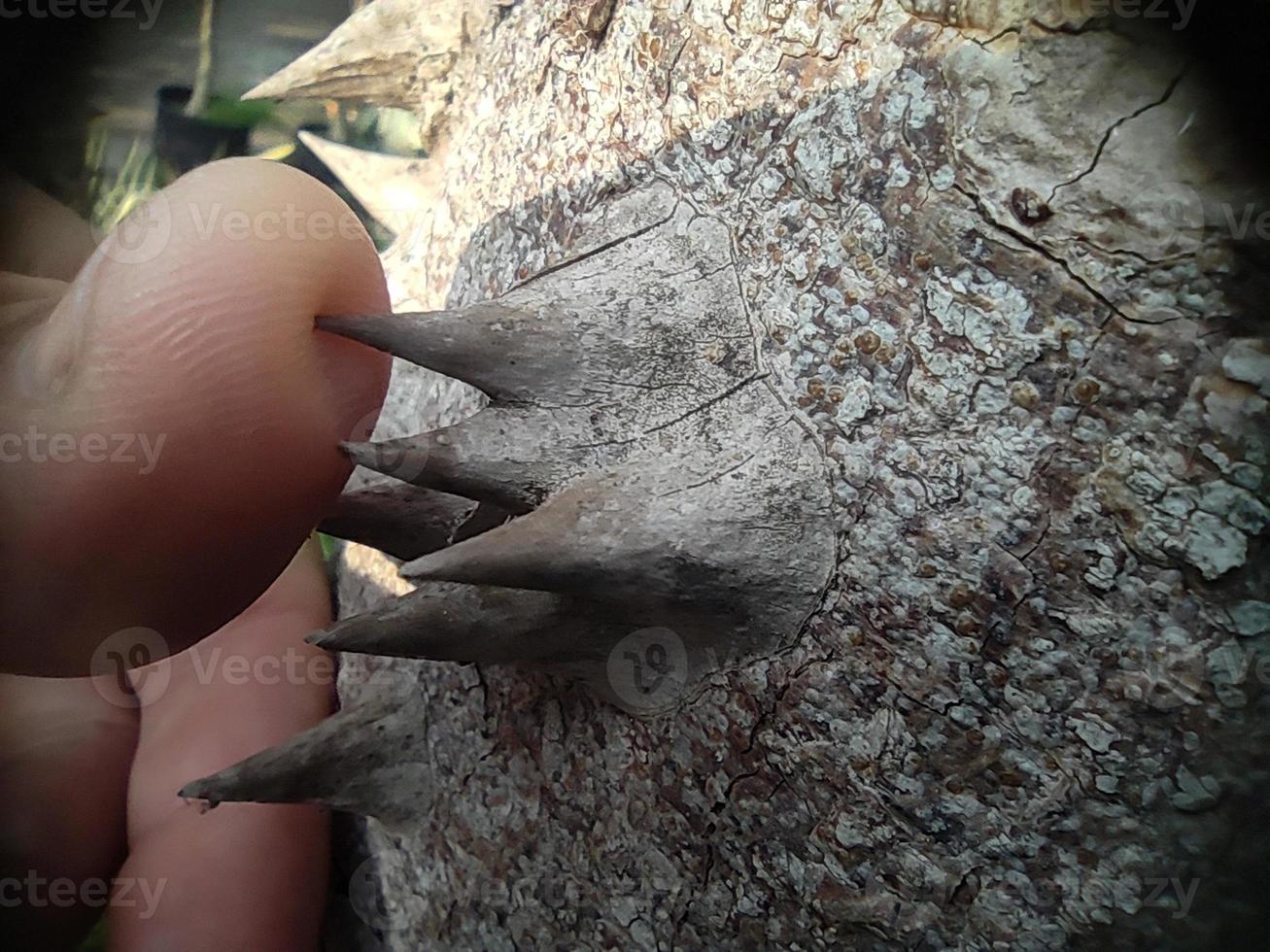 palm thorn spike close up detail photo