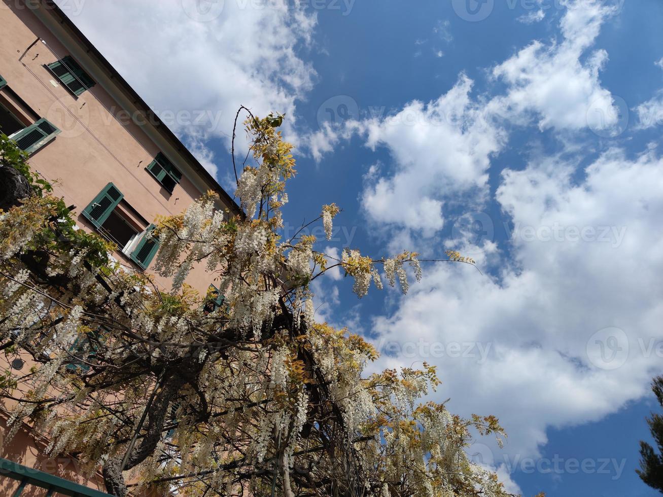 white wisteria hanging from pergola photo