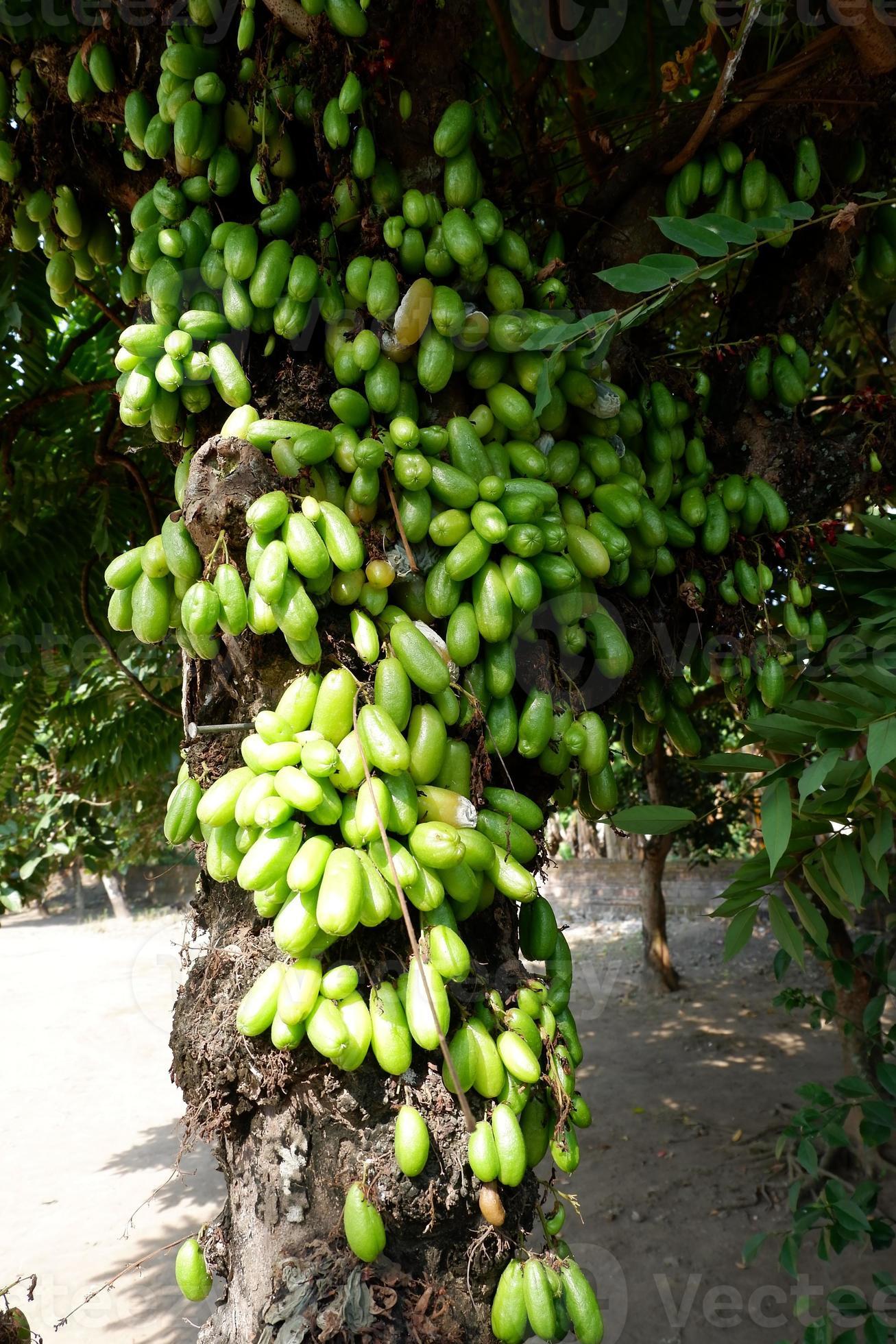 Belimbing Wuluh Averrhoa bilimbi sour fruit on tree 20181753 Stock Photo at  Vecteezy