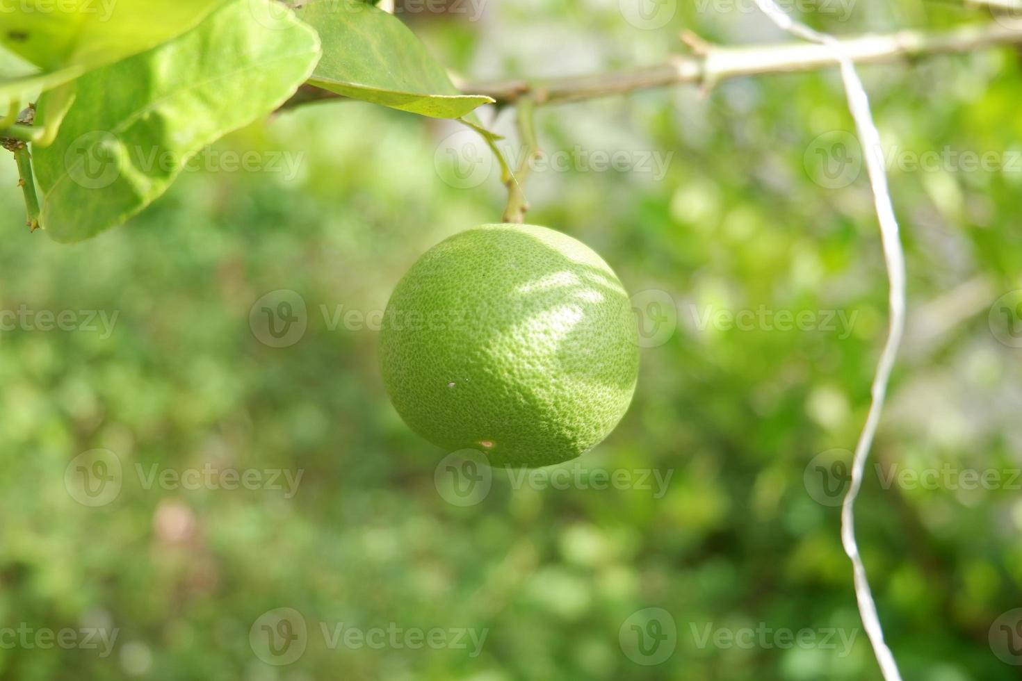 agrios aurantiifolia o Lima colgar en en el árbol foto