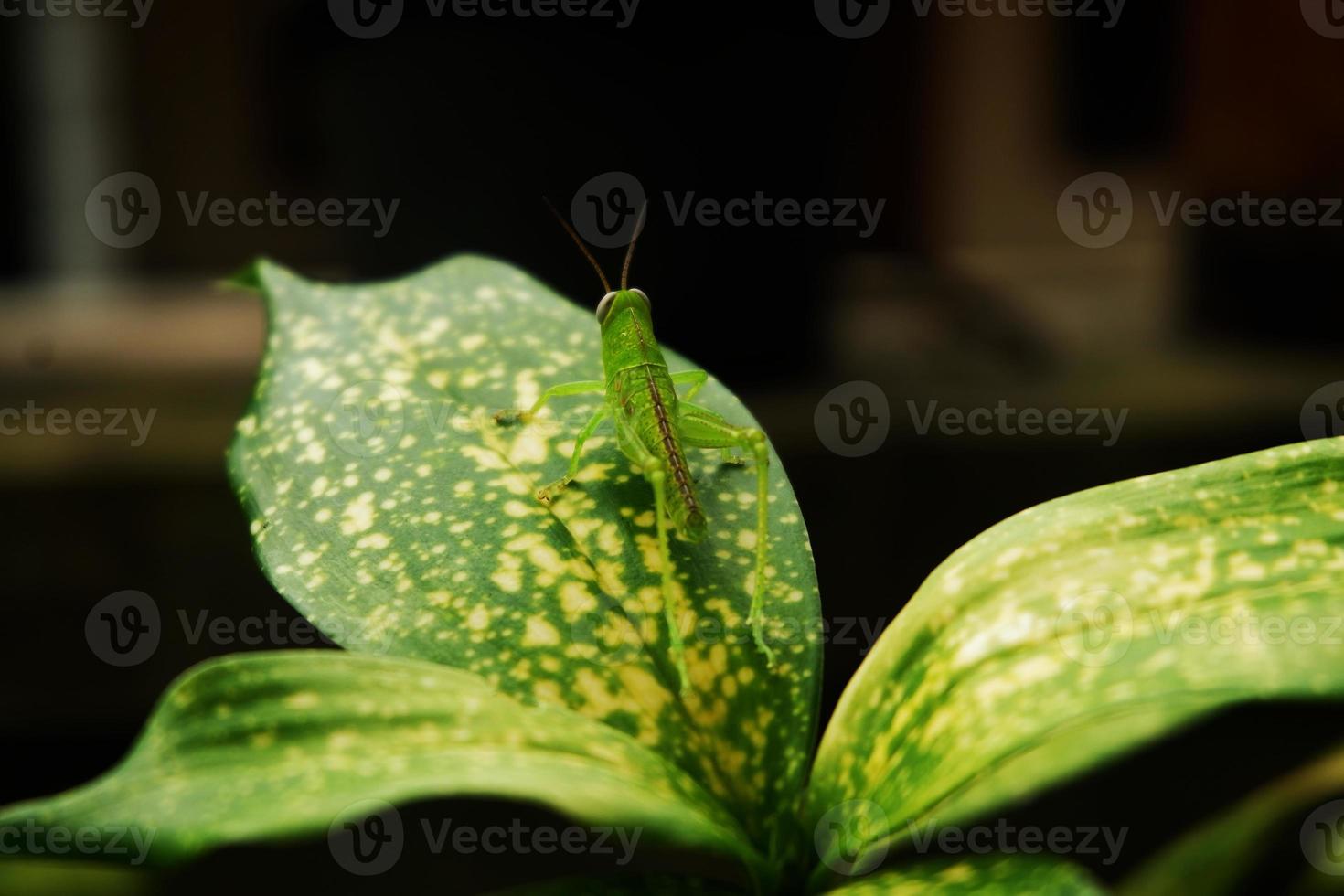 saltamontes en aglaonema hoja un mimetismo o camuflaje foto