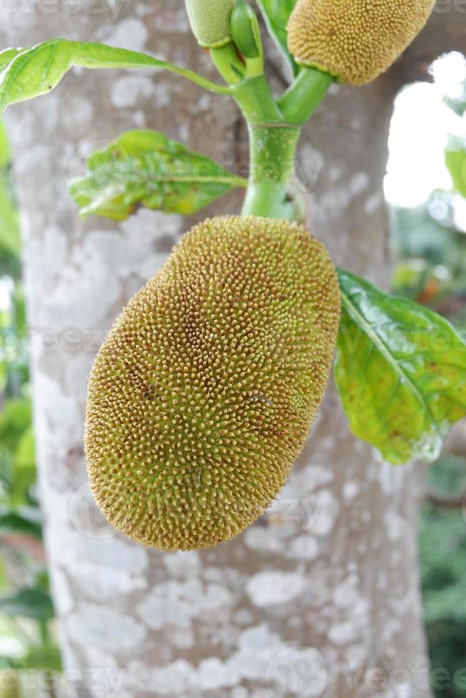 Fresh Young Green Jackfruit in the tree with trunk tree background photo