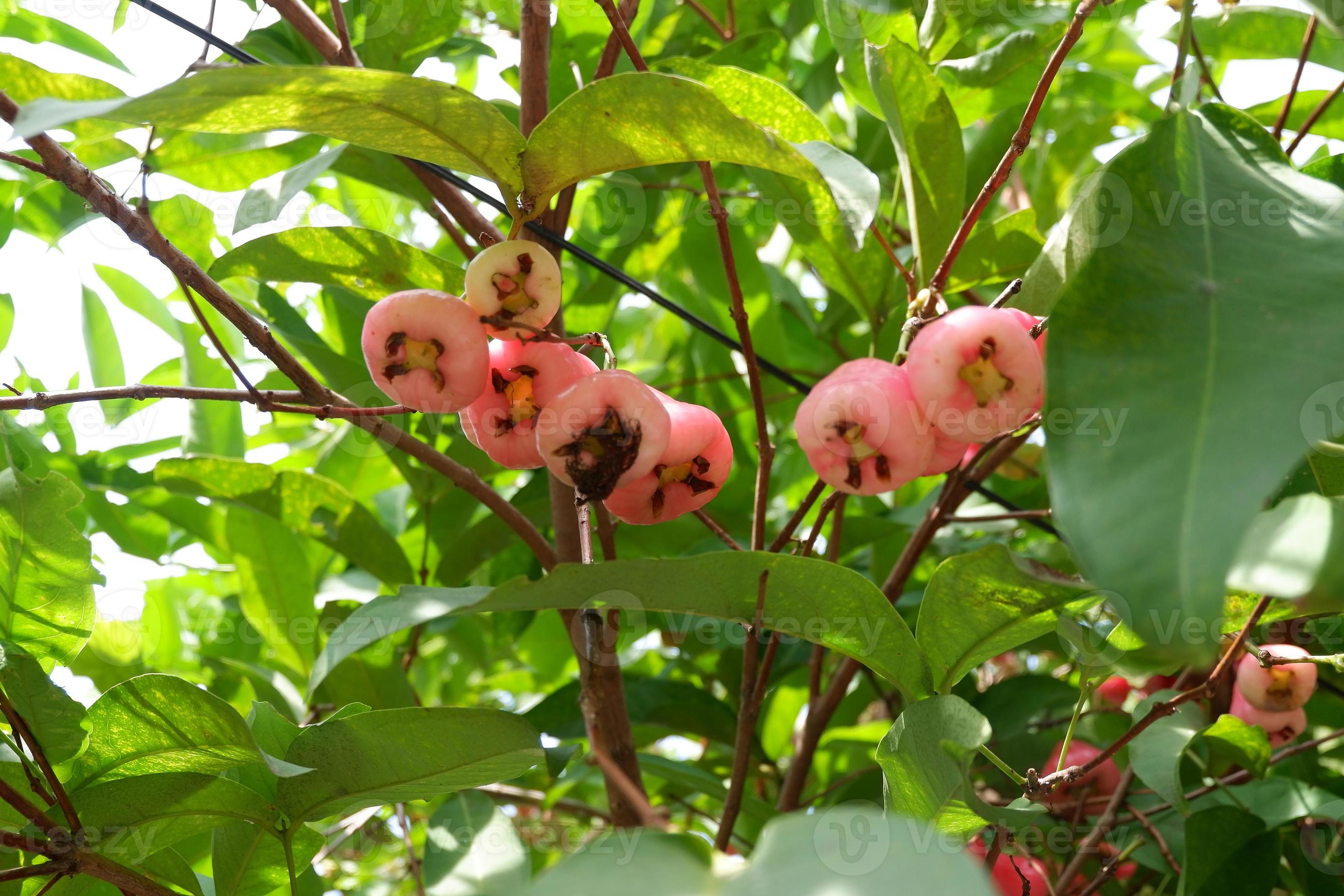 water apple or Syzygium samarangense on fresh tree 20181819 Stock Photo at Vecteezy