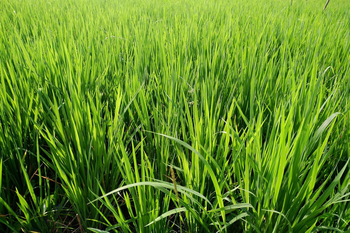 joven arroz creciente en el arrozal campo. arroz en el arrozal campo. foto