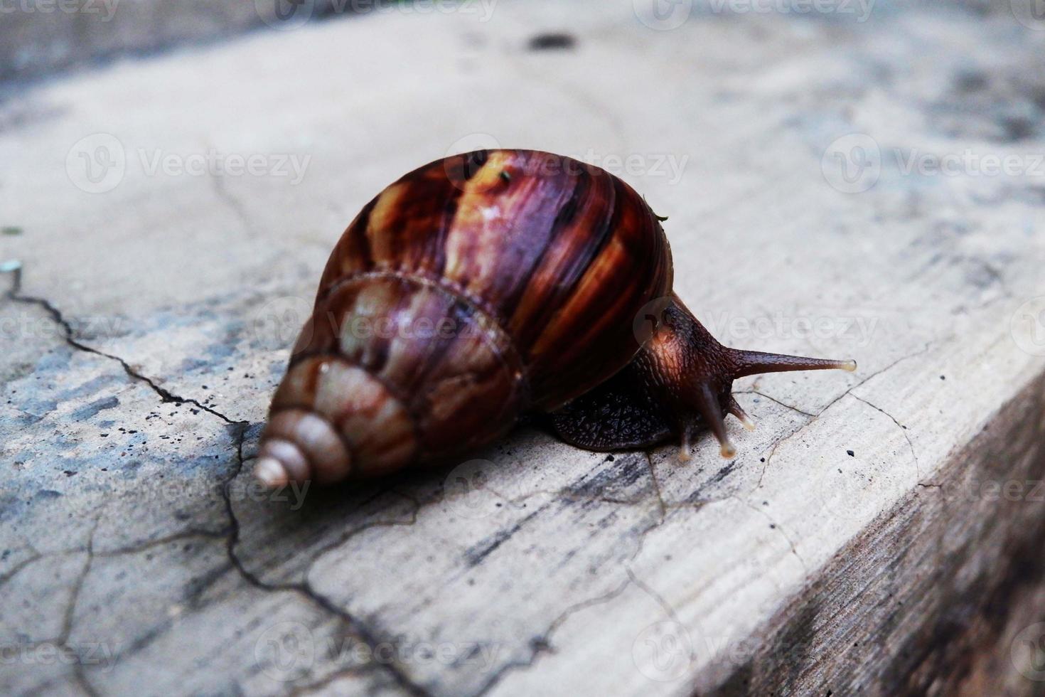 snails walk on the floor photo