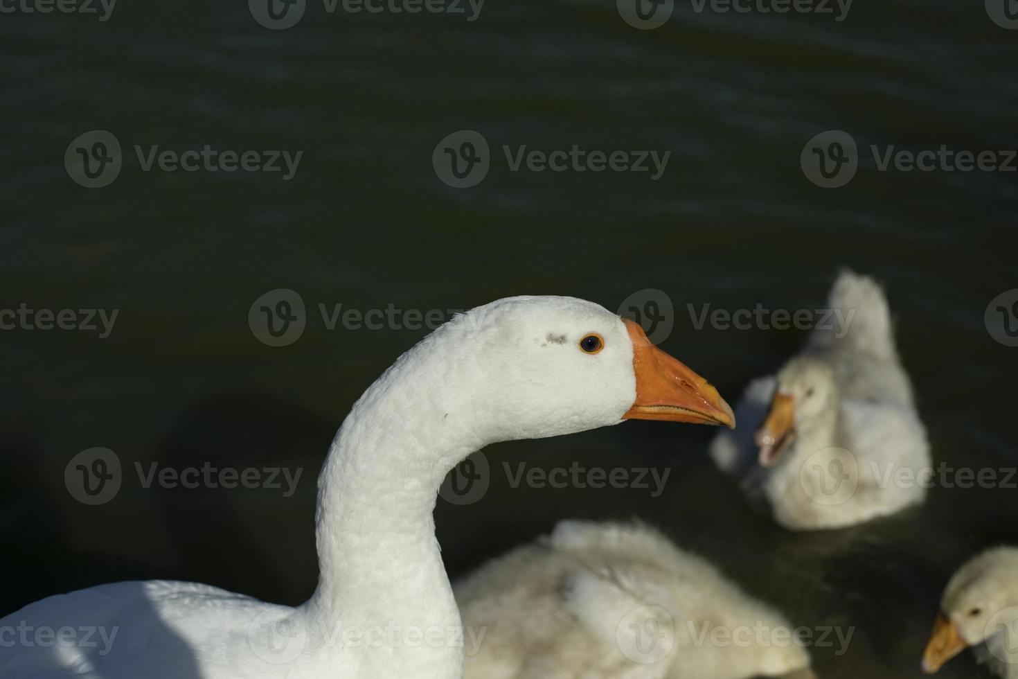 Goose with goslings. White bird in water. Goose on pond. Life of animals on farm. photo