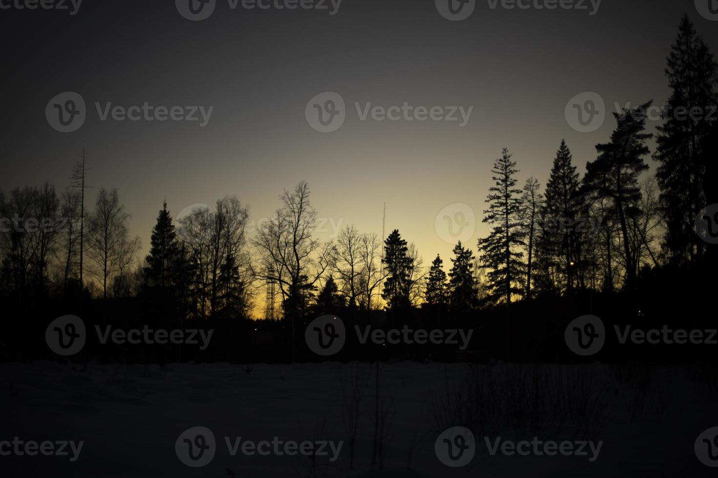 Forest at sunset. Silhouette of trees. Ate against sky. photo