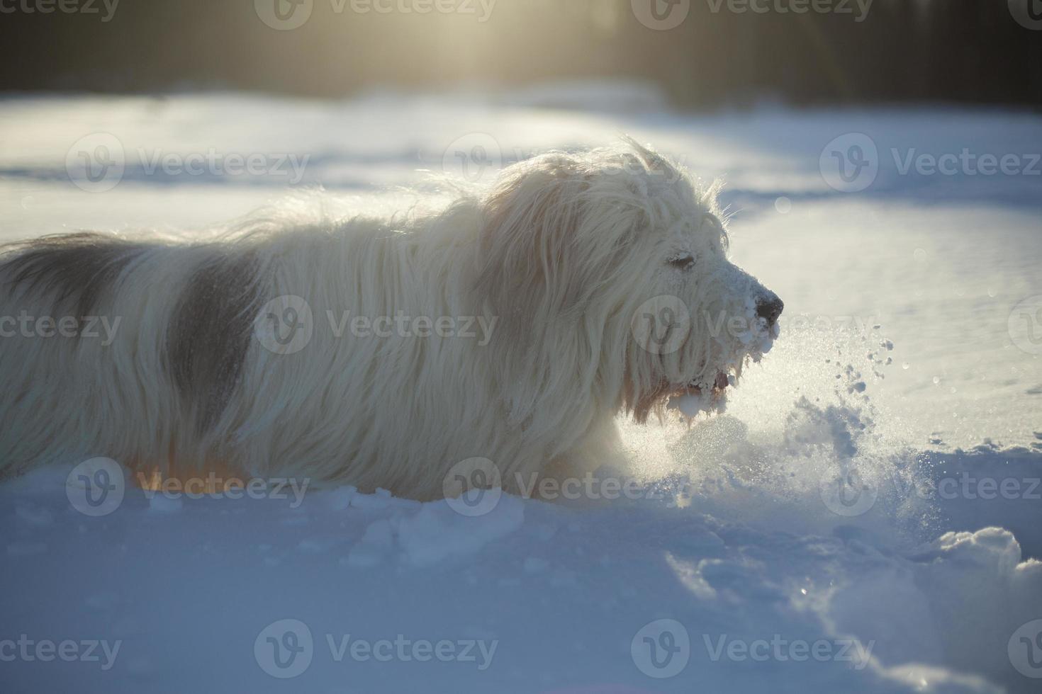 perro en la nieve. caminar con mascota. perro con pelo blanco en invierno en el parque. foto