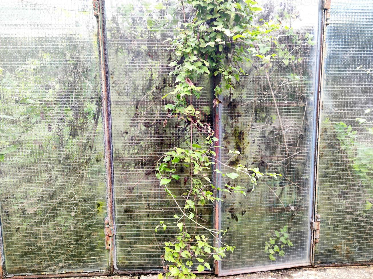 old abandoned greenhouse broken windows photo