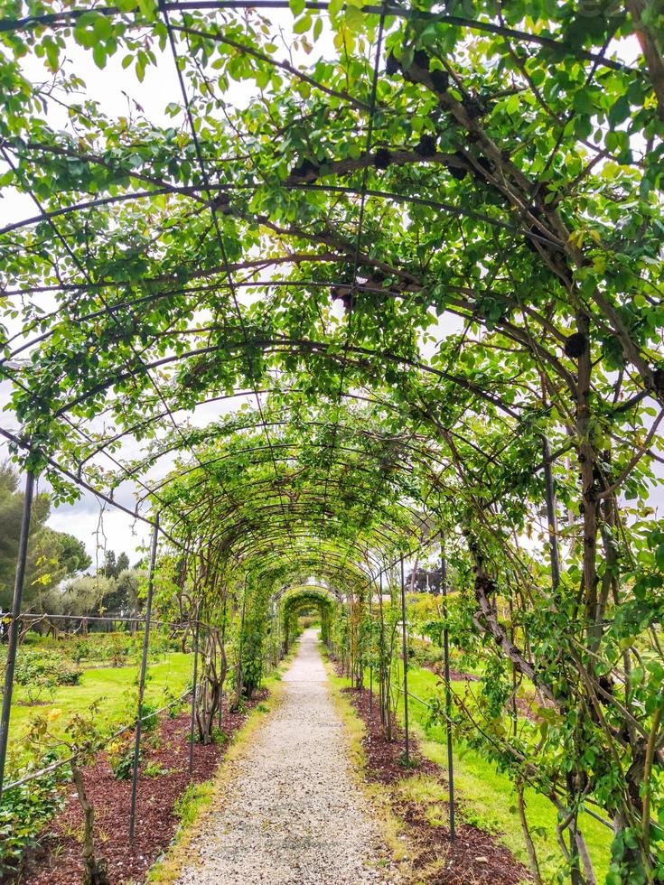 pérgola de jardín de rosas foto