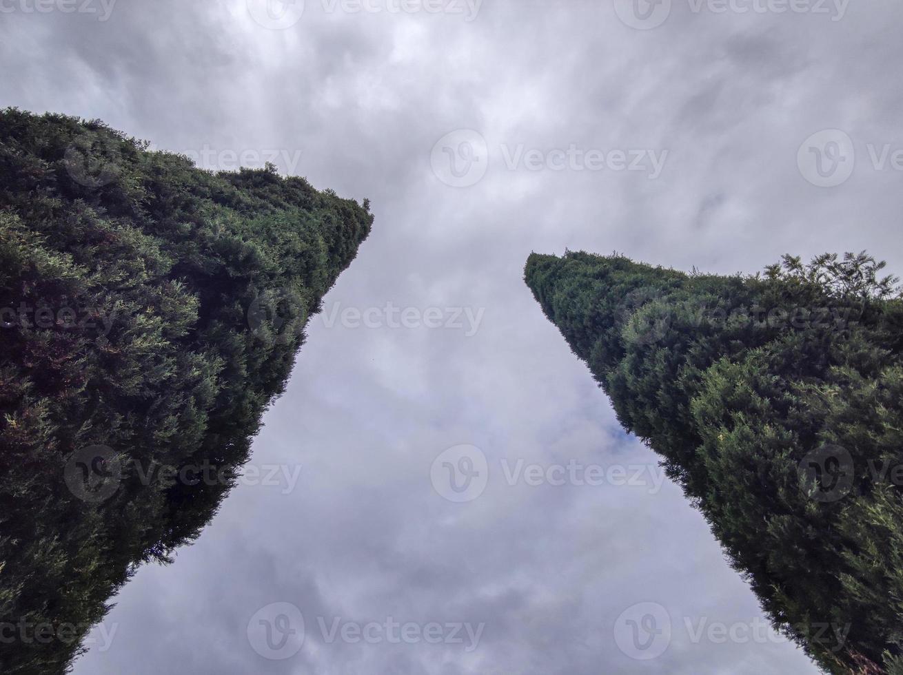 cypress tree bottom to up view photo