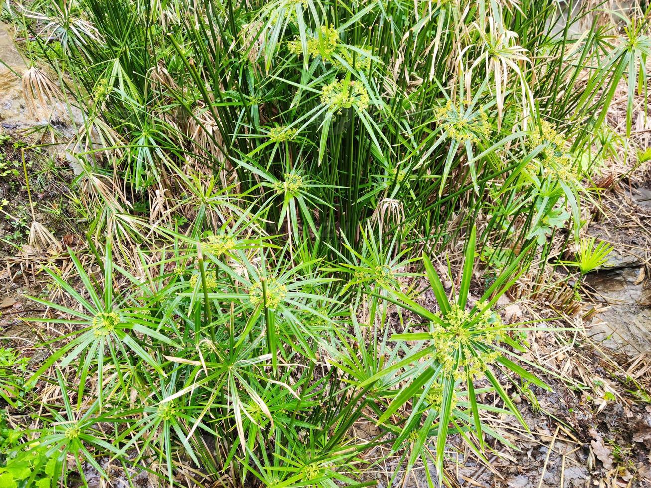 papyrus plant close up photo